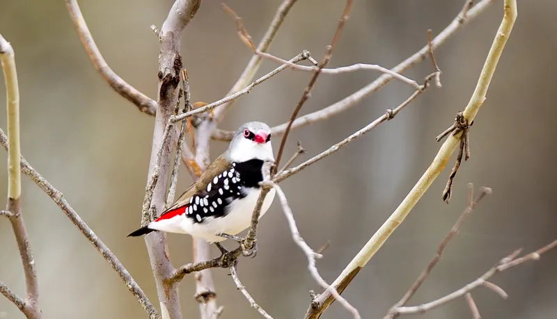 Chim Vĩ Hỏa - Diamond Firetail Finch