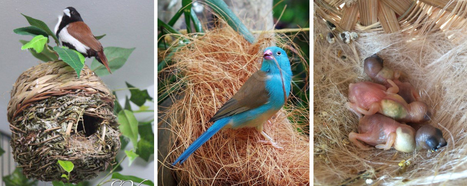 Vật liệu làm tổ cho chim finch